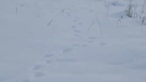 Small animal path print on snow in fir forest tilt down Vídeo Stock 256014032