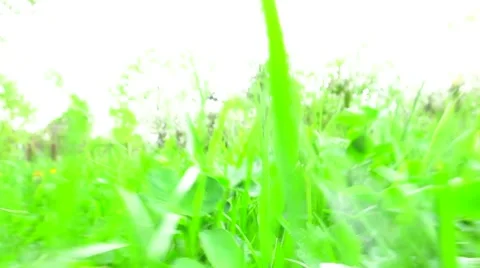 Small animal point of view 動画素材 52445947