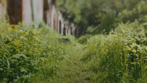 Small animal POV, frog perspective camera. Fantasy grass path. Stock Footage 155351241
