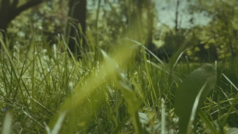 Small animal POV, second shot, frog perspective camera, low angle point of view. Stock Footage 155650065