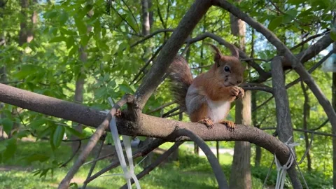 A small animal red squirrel in the park on a tree branch gnaws nuts. Stock Footage 197046747