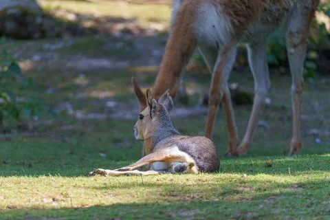 Small animal rests on grass while larger animal grazes nearby in a natural .. Photos