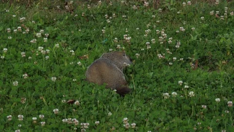 Small Animal Sitting in Field 스톡 동영상 262499071