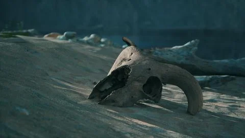 A small animal skull on a sandy surface Stock Illustration