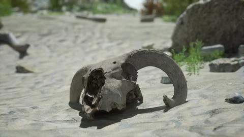 A small animal skull on a sandy surface Illustrazione stock