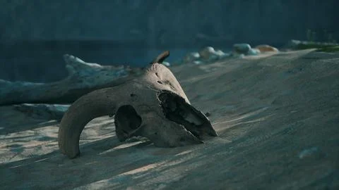 A small animal skull on a sandy surface Illustrazione stock