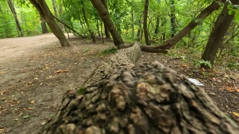 Small animal squirrel POV walking down tree branch Stock Footage 212762471