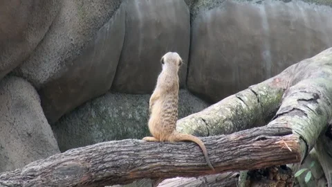 A small animal is standing on a log in front of a large rock Stock Footage 282240966