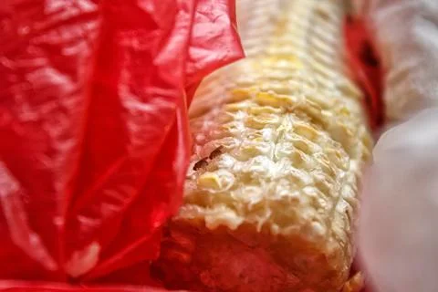 Small animals and corn cobs in the trash Foto stock