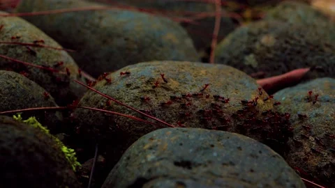 Small animals moving through the rock Video stock 197050185