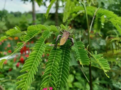 Small animals perched on tree branches Stock Photos