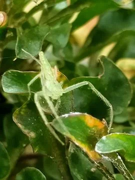 Small animals Stock Photos