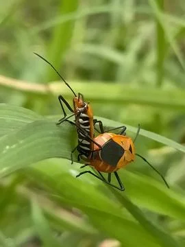Small animals Stock Photos