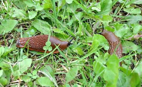 Small animals snail Stock Photos