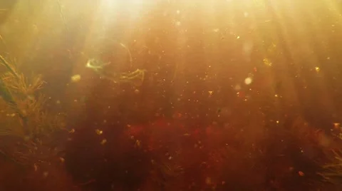 Small Animals Swimming Near Algae in the Sunlight Stock Footage 60447522