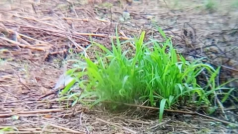 Small animals on the wet grass leaves with morning dew Stock Footage 310012064