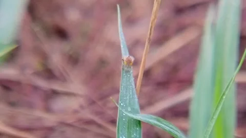 Small animals on the wet grass leaves with morning dew Stock Footage 310035998