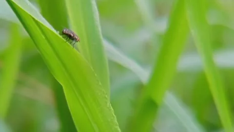 Small animals on the wet grass leaves with morning dew Stock Footage 310036012