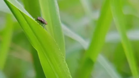 Small animals on the wet grass leaves with morning dew Stock Footage 310036017