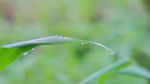 Small animals on the wet grass leaves with morning dew Stock Footage 310036036