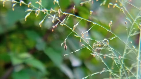 Small animals on the wet grass leaves with morning dew Stock Footage 310036056
