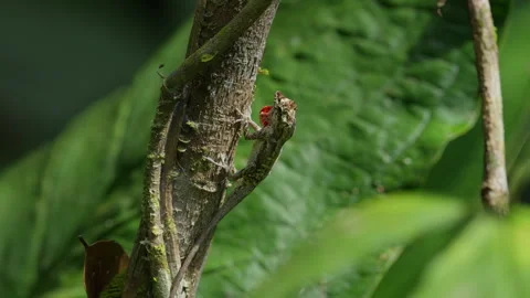 Small anole showing its dewlap Stock Footage 288122733
