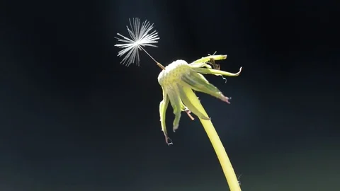 Small ant on alone dandelion Video stock 82530420