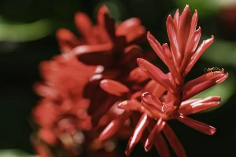 A Small Ant On A Big Red Ginger Flower Stock Photos