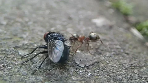 A small ant caught a large fly Stock Footage 171371941