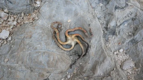 Small ant checking death octopus on beach Stock Footage 112802464