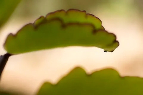 Small ant climbing a large leaf Stock Photos