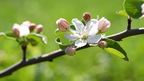 A small ant is crawling in a beautiful blossoming flower on an apple tree. Th Stockbeeldmateriaal 160957600