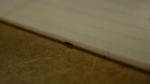 Small ant crawling from a counter top to the notepad Stock Footage 93574911