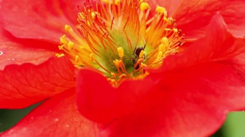 Small ant crawling inside red flower Stock Footage 337741172