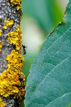 Small ant crawling on tree bark with bright yellow lichen close-up, macro photog Stock Photos