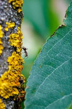 Small ant crawling on tree bark with bright yellow lichen close-up, macro photog Stock Photos