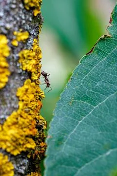 Small ant crawling on tree bark with bright yellow lichen close-up, macro photog 写真素材