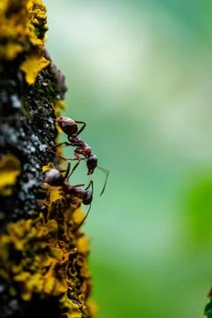 Small ant crawling on tree bark with bright yellow lichen close-up, macro photog Stock Photos