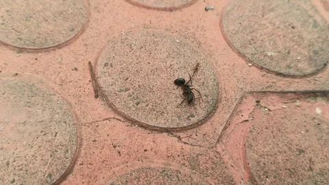 A small ant is dragging away a large, dead black ant. Stock Footage 335074432