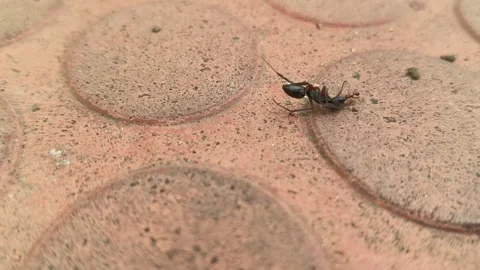 A small ant is dragging away a large, dead black ant. Stock Footage 335074458