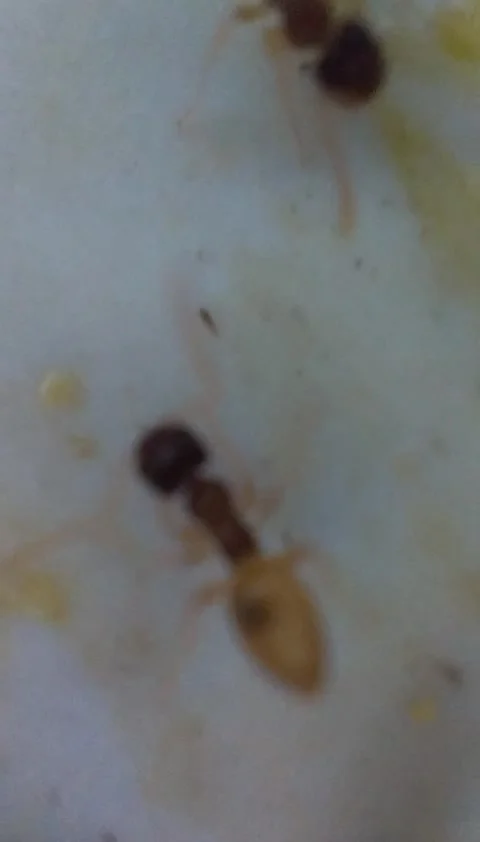 Small ant Stock Footage 220383150