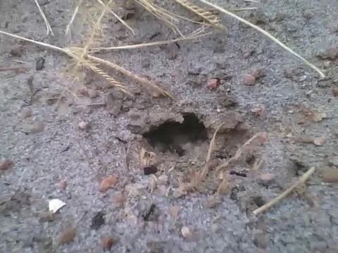 Small ant hole in the ground, they keep coming and going Stock Footage 161756459