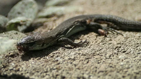 Small ant inspected dead lizard Stock Footage 115951391