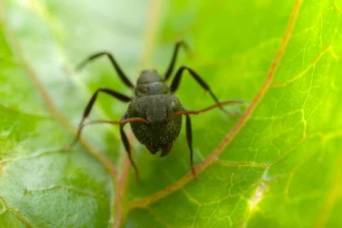 Small ant on a leaf Stock Photos
