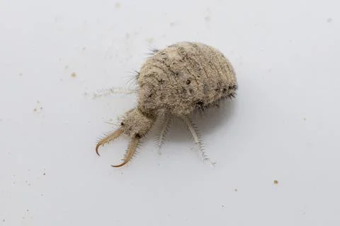 A small ant-lion larvae Stock Photos