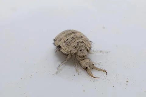 A small ant-lion larvae Stock Photos