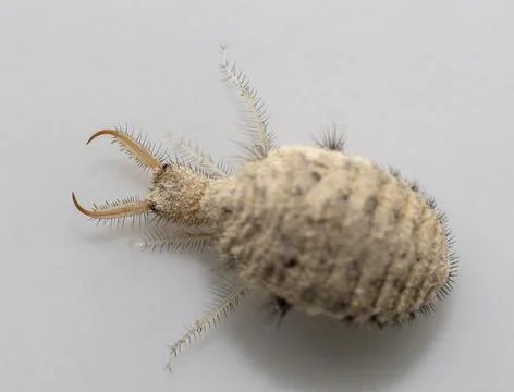 A small ant-lion larvae 写真素材