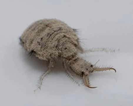 A small ant-lion larvae Stock Photos
