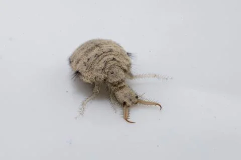 A small ant-lion larvae Stock Photos