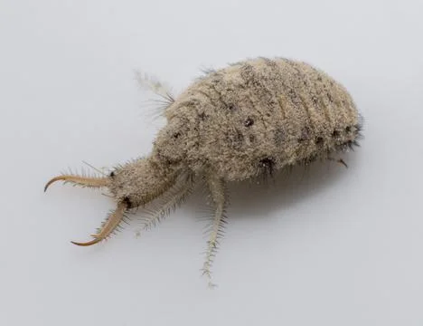 A small ant-lion larvae Stock Photos